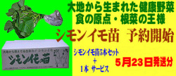シモンイモ苗の販売開始
