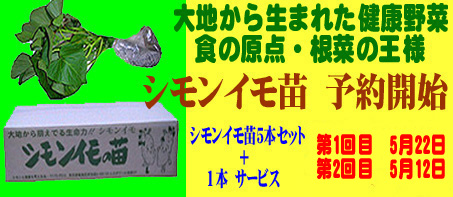 シモンイモ苗